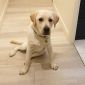 Recherche d'un dog-sitter pour Noel