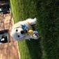 Igloo, Adorable golden retriever de 14 mois