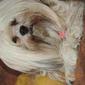 GARDE DE CHIENS ET CHATS A MON DOMICILE