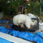 cherche nounou pour notre petit chien