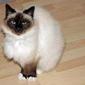 CHAT cherche pet-sitter