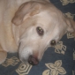 cherche pour garde mes chiens