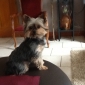 Garder mon chien