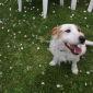 Titre de votre annonce* :Garde d'un petit Jack Russel