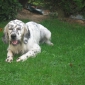 recherche personne possédant pavillon pour garder mon chien