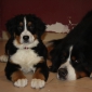 agarder chienne a votre domicile