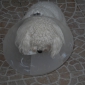 garde de chien à mon domicile