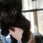 cherche garde pour mon chaton