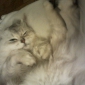 garde de 2 adorables chattes en COTES D'ARMOR