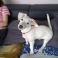 Recherche garde d'animaux pet-sitter