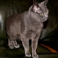 Cherche visiteur pour 1 chat à Villers la Ville
