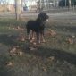 Garde de chien