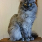 Nikita cherche nounou d'enfer....