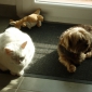 cherche à faire garder ma chatte