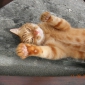 Garde de mon chat