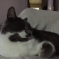 Chatte cherche son gardien pour les vacances