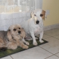 garde de 2 chiens de petites tailles
