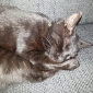 recherche catsitter