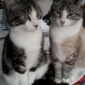 Nounou pour venir nourrir mes 2 jeunes chats jumeaux