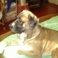grade chien