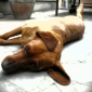Cherche dog-sitter pour une semaine de vacances