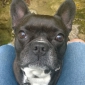 recherche d'un ou d'une pet sitter