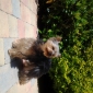 Cherche pet-sitter