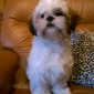 Shi tzu cherche nounou