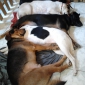 Urgent, 5 chiens à visiter à mon domicile