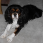 Recherche garde de chien