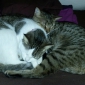 2 chats iséparables à garder pendant mes vacances