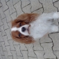 Je recherche une personne pour garder mes animaux a mon domi