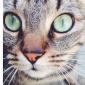 Cherche cat sitter juillet-début aout