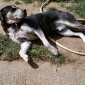 Recherche d'un Pet-Sitter pour mon chien.