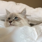 Chercher un pet-sitter pour mon chat Juliette