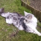 garde de chat