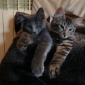 visite et nourriture animaux à mon domicile