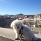 garde de chien