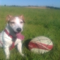 Garde femelle Jack Russel