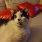 Adorable gros minet cherche hébergement et câlins du 28 juil