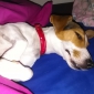 cherche a faire garder mon chien 2 jours en aout