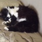 cherche petsitter