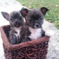 Pour garder 3 Chiots
