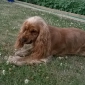 Garde pour chienne cocker anglais