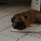 Recherche pet sitter