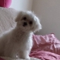 J'ai un ptit bichon maltais de 8 mois ,, femelle ,,