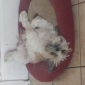 Garde d'un petit shih tzu