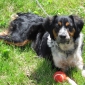 garde de mon chien fidji