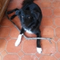 Recherche pet-sitter