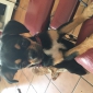 Un amour de chien